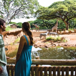 Close encounters at the Honolulu Zoo. Photo: Hawaii Tourism Authority (HTA) / Tor Johnson